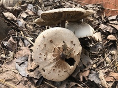 Chlorophyllum molybdites