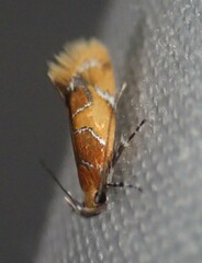 Epicallima argenticinctella