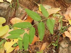 Apocynum