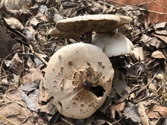 Chlorophyllum molybdites