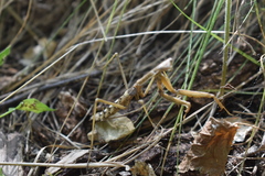 Coptopteryx gayi