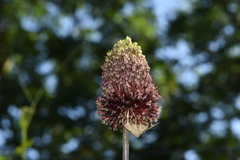 Allium amethystinum