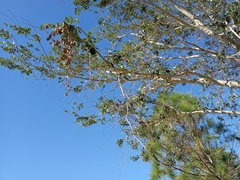 Quercus myrtifolia