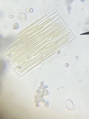 Fragilaria