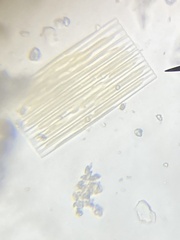 Fragilaria