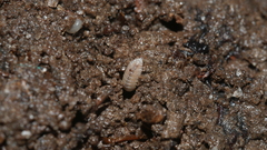 Haplophthalmus danicus