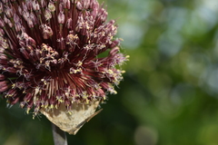 Allium amethystinum