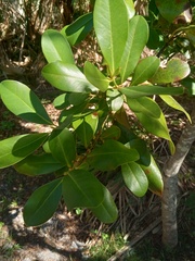 Myrsine cubana