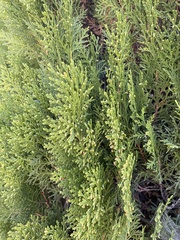 Libocedrus plumosa