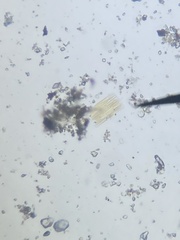 Fragilaria