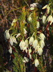 Erica plukenetii