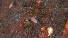 Haplophthalmus danicus