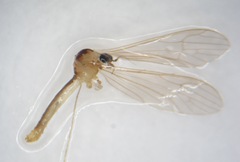 Gonomyia lucidula