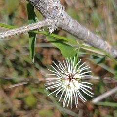 Passiflora misera