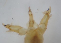 Gonomyia lucidula