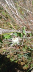 Passiflora misera