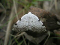 Lomographa bimaculata