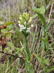 Habenaria monorrhiza