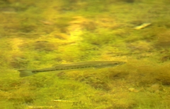 Micropterus