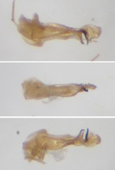 Gonomyia lucidula