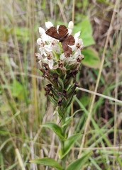 Habenaria monorrhiza