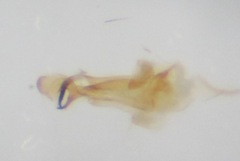 Gonomyia lucidula
