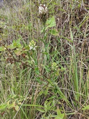 Habenaria monorrhiza