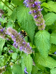 Bombus terrestris audax