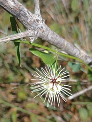 Passiflora misera
