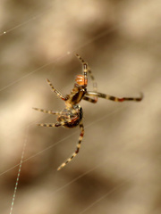 Theridion zantholabio