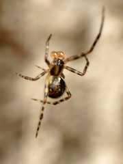 Theridion zantholabio