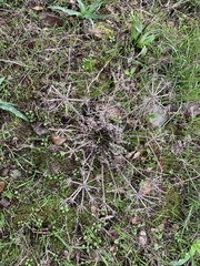 Lomatium dasycarpum