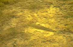 Micropterus