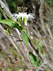 Passiflora misera