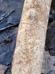 Ondatra zibethicus