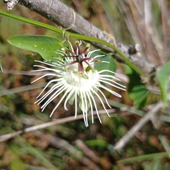 Passiflora misera