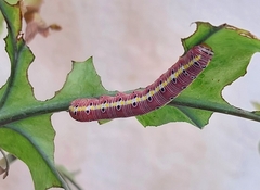 Argyrosticta decumana
