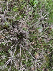 Lomatium dasycarpum