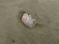 Astraea heliotropium