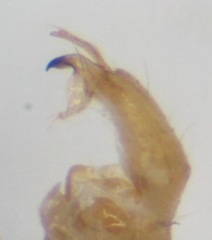 Gonomyia lucidula