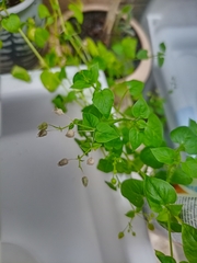 Stellaria cuspidata