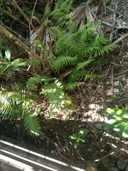 Pelazoneuron kunthii