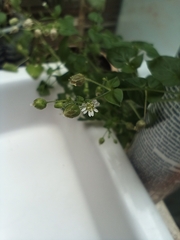 Stellaria cuspidata