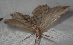 Lytrosis unitaria