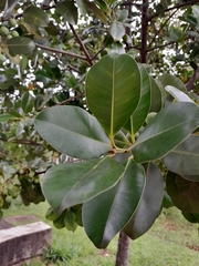 Calophyllum brasiliense