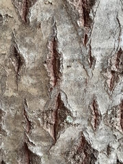 Calophyllum brasiliense