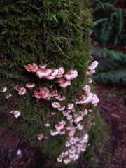 Scytinotus longinquus