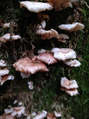 Scytinotus longinquus