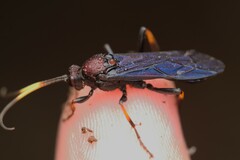 Ichneumon centrator