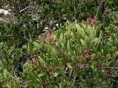 Heteromeles arbutifolia